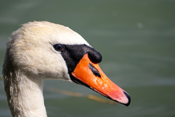 swan on the water