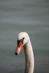 swan on the lake