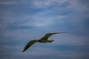 seagull in flight