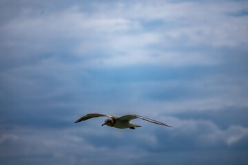 bird in flight