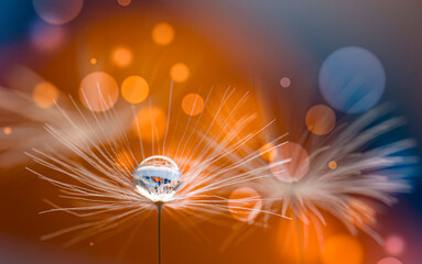 Dandelion Macro