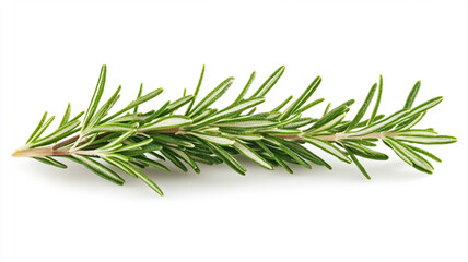 Fototapeta premium Fresh green aromatic sprig of rosemary, a spicy spice for culinary masterpieces on a white background close-up. 