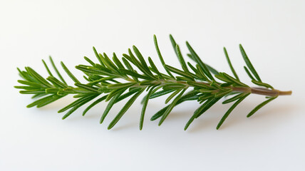 Fresh green aromatic sprig of rosemary, a spicy spice for culinary masterpieces on a white background close-up. 