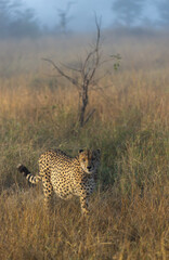 A cheetah on the prowl during a misty morning.