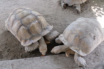 two large turtles