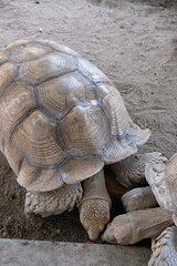 Obraz premium big turtles on the ground