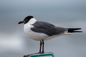 black headed gull