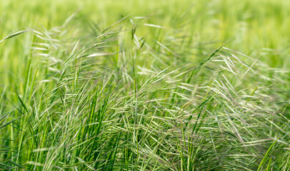 Field of Grass