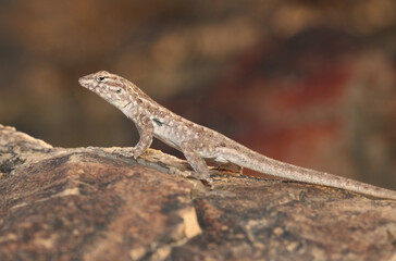An alert  side-blotched lizard (Uta stansburiana) standing upright on all four legs. The dark spot that gives the species its name is visible behind its forelimb.