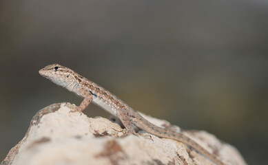 A smally, young side-blotched lizard (Uta stansburiana)  stands upright on a light-colored rock with a dark background behind it. 