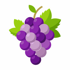 Grape Vector  illustration on white background