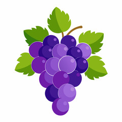 Grape Vector  illustration on white background