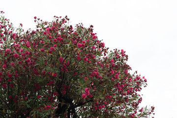 Adelfa Rosa