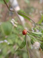 ladybug on a blade of grass