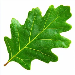 A green leaf on a white background