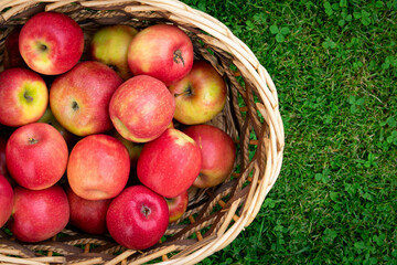 apples in a basket