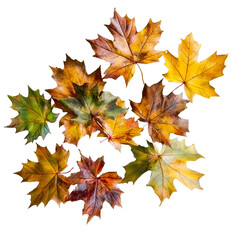 Obraz premium autumn maple leaves isolated on white