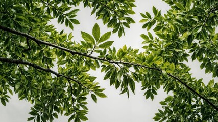 Naklejka premium tree branches with green leaves and white background