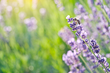 Scented lavender field on sunny natural defocused background. Bee pollinating lavender flower.
