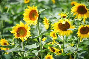 Yellow sunflowers growing in a sunflower field
