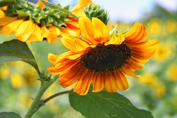 Autumn Beauty orange sunflowers growing in a sunflower field