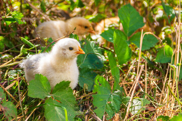 small yellow chickens graze on the beds in the rural garden