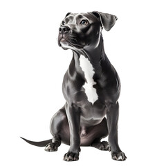 Obraz premium Photographic Portrait of Alert Purebred Dog on White Background transparent png
