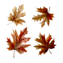 Fototapeta premium autumn leaves isolated on white