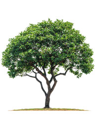 Obraz premium Vibrant green tree with dense foliage, isolated on white background. Suitable for nature, environment, and outdoor themes.