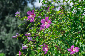 Purple flowers of hibiscus syriacus blooming in botanical garden. Deciduous shrub of malvaceae family blossom with large five petal inflorescences. Korean rose of sharon grow in park. Flowering plant.