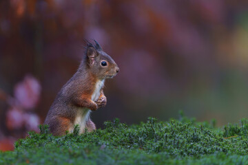 Eurasian red squirrel (Sciurus vulgaris) searching for food in the forest in the Netherlands.   
