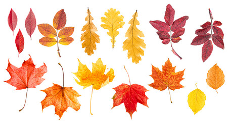 collection of different autumn leaves on white isolated background, top view