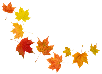 maple autumn leaves on white isolated background