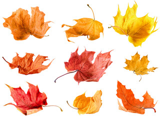 collection of maple autumn leaves from different angles on white isolated background