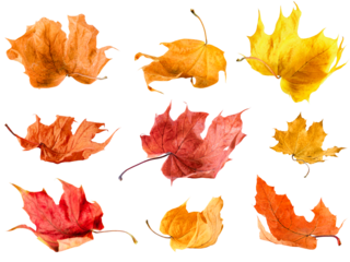 collection of maple autumn leaves from different angles on white isolated background