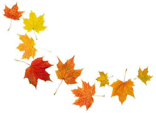 maple autumn leaves on white isolated background