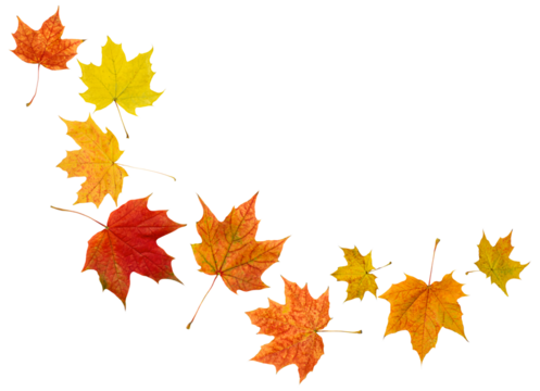 maple autumn leaves on white isolated background