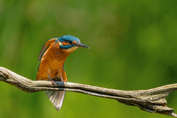 Common Kingfisher (Alcedo atthis) diving and fishing in the forest in the Netherlands
