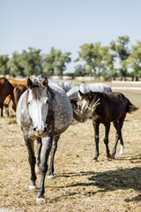 Obraz premium group of colorful horses is grazing on a lush green meadow under a bright sunny sky