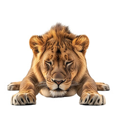 Obraz premium Majestic Stretching Lion on Plain White Background in High Detail Photography transparent png
