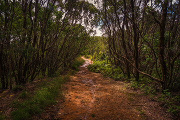 Fototapeta premium Path in the forest