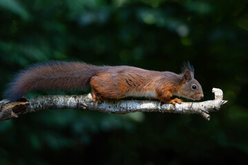 Eurasian red squirrel (Sciurus vulgaris) searching for food in the forest in the Netherlands.   
