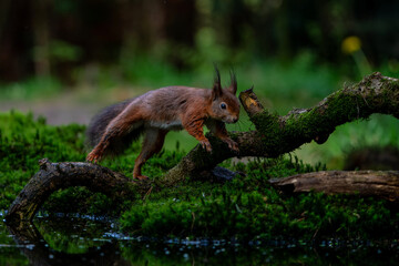 Eurasian red squirrel (Sciurus vulgaris) searching for food in the forest in the Netherlands.   