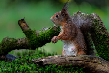Eurasian red squirrel (Sciurus vulgaris) searching for food in the forest in the Netherlands.   