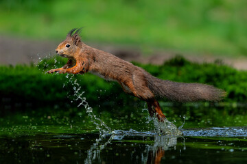 Eurasian red squirrel (Sciurus vulgaris) searching for food in the forest in the Netherlands.   
