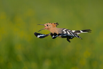 Eurasian hoopoe (Upupa epops) flying while searching for food in a meadow in the Netherlands. Green background.  © henk bogaard