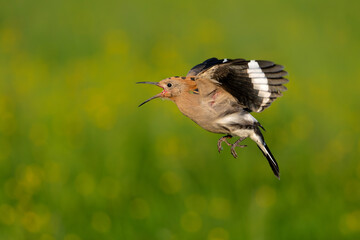 Eurasian hoopoe (Upupa epops) flying while searching for food in a meadow in the Netherlands. Green background.  © henk bogaard