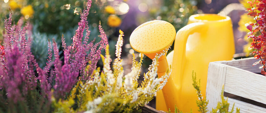 Autumn work in the garden. Yellow watering can with water close-up on a background of plants and flowers - Powered by Adobe