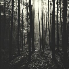 Obraz premium black and white photo of forest,