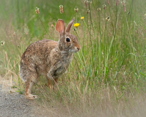 A rabbit on the trail